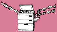 Did you know that your body is able to replicate all of the DNA in a cell within an hour and only make three mistakes?...