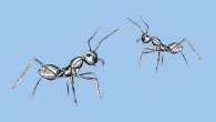 The evolutionary arms race between parasites and their hosts is a never ending competition; each player constantly adapts in an attempt to overcome the other,...
