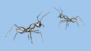 Zombie-ants_preview