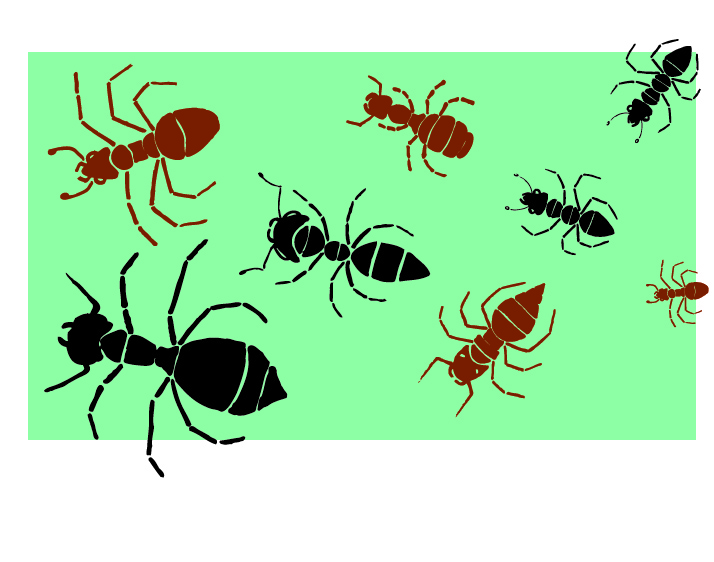  - Ants