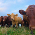 A group of scientists at Oxford University have created the world’s first cow that can produce chocolate milk. The study, published in Nature Genetics, is […]
