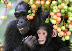 Despite a raw diet, chimps exhibit a preference for cooked food 