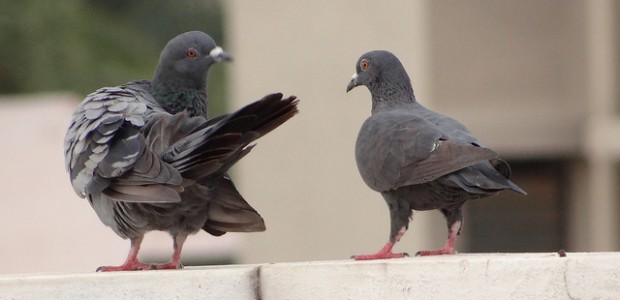 A study at the University of California Davis has found that pigeons are able to distinguish between healthy and cancerous breast tissue samples. Despite having a […]
