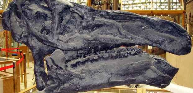A small fossil found in 2004 is thought to contain mineralized brain tissue of a dinosaur related to the Iguanodon. This is the first time […]