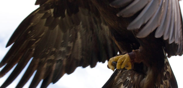 The number of golden eagles has soared in recent years, with more than 500 breeding pairs now in Scotland. This means that the species are […]