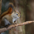 Lesions on the limbs, nose, and ears of red squirrels were recently observed in Scotland, leading to the discovery that the squirrels were infected with […]
