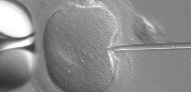 We’ve all heard of in vitro fertilization (IVF), a procedure which has helped countless women conceive through fertilizing egg cells outside their body. Last year a paper published […]
