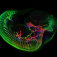 Scientists from University of Cambridge have created a structure derived from mouse stem cells that is capable of self-assembling to closely resemble a real mouse […]