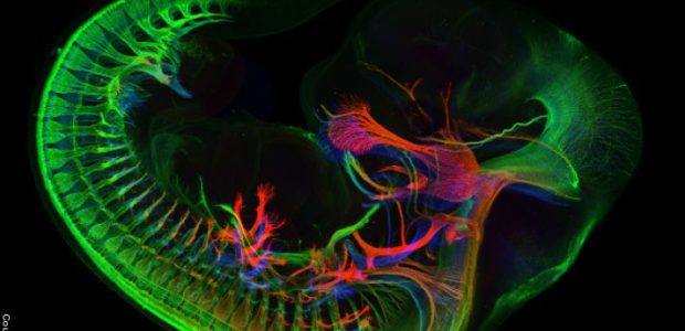 Scientists from University of Cambridge have created a structure derived from mouse stem cells that is capable of self-assembling to closely resemble a real mouse […]