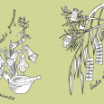 It has been recognised for thousands of years that some plants have healing properties and can be used to treat a wide variety of illnesses, […]