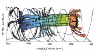 The human eye is a magnificently complex feat of evolution, and for the most part, it provides the brain with an accurate picture of the […]