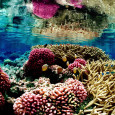              Coral Collapse: Could our world’s most wondrous marine environments be about to melt away? We have all heard about the dangers […]