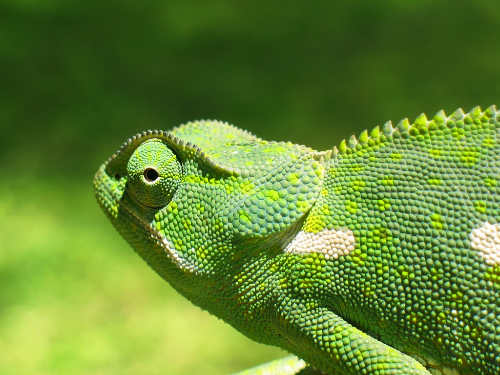 Chameleon_2006-01