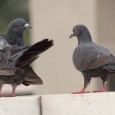 A study at the University of California Davis has found that pigeons are able to distinguish between healthy and cancerous breast tissue samples. Despite having a […]