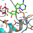 Daily injections of GS-5734, a small-molecule antiviral agent, protected 100% of infected Rhesus monkeys against lethal disease when administered three days after exposure, with markedly decreased […]