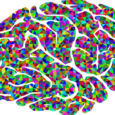 Scientists from the University of California, Berkeley, have worked out which regions of the brain are active when certain words are heard, allowing them to […]