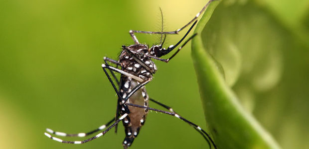 The Zika virus could spread to parts of Europe this summer, with areas around the Black Sea and the island of Madeira being the most […]