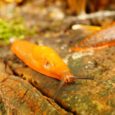 The combined effects of a relatively warm winter and wet summer in 2015 as well as a chronic decline in the populations of some amphibians […]