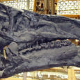 A small fossil found in 2004 is thought to contain mineralized brain tissue of a dinosaur related to the Iguanodon. This is the first time […]