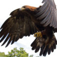 The number of golden eagles has soared in recent years, with more than 500 breeding pairs now in Scotland. This means that the species are […]