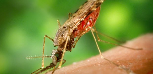 In a controversial referendum on Election Day, residents of Monroe County, Florida, approved a trial release of genetically modified (GM) mosquitoes. This means that the […]