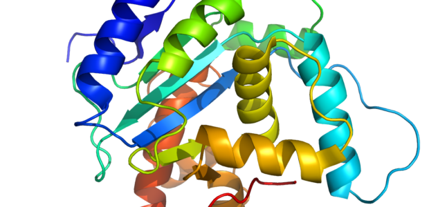 Prions are infectious agents comprised of proteins that can fold in many ways and still be functional. They cause other, normal proteins to fold into […]