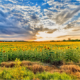 It has long been known that plants grow directionally, curving and following sunlight to maximise rates of photosynthesis: twelve year olds across the country have […]