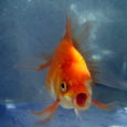Goldfish are popular thanks to, amongst other attractions, being one of the most low maintenance pets available. Less well known, however, is their astounding resilience. […]