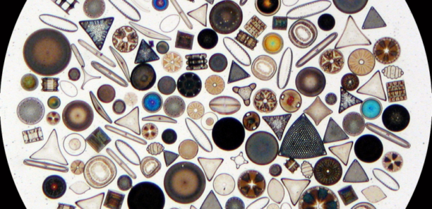 Blog 1: The Secret Lives of Diatoms This summer I’m lucky enough to be interning in a laboratory based at the École Normale Supérieure in […]