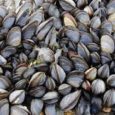 They’re strong, flexible and tough – mussels have proved they’ve got muscle. Recently they’ve inspired researchers to create a new plastic which could potentially heal […]